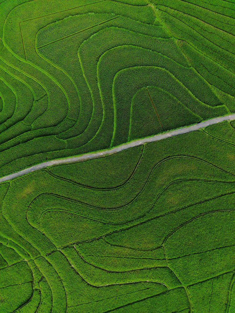 road at green rice fields