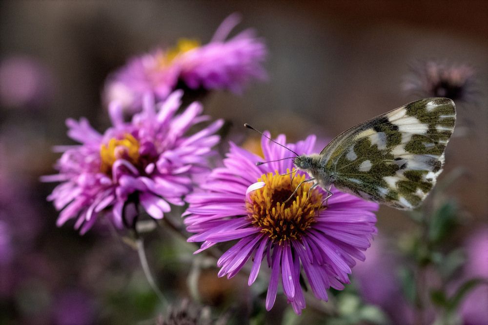 Photograph by Александр Стрельченко