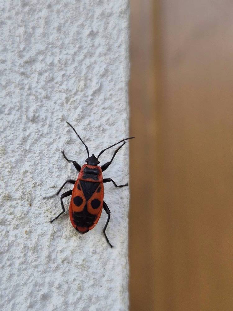 Photograph by Kolomietc Mariia