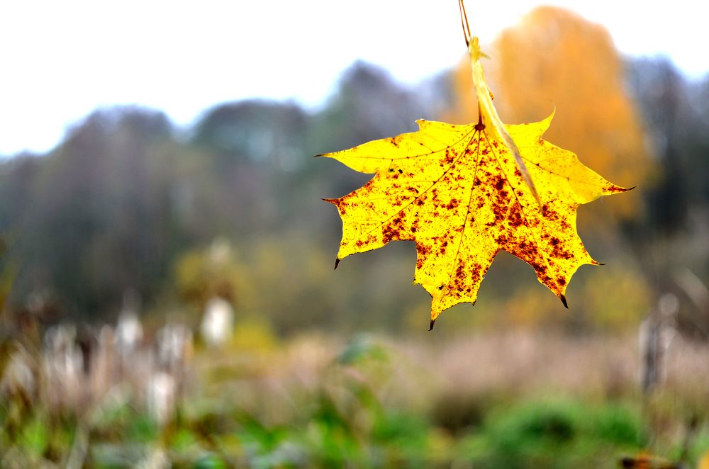 Фотография автора Антип