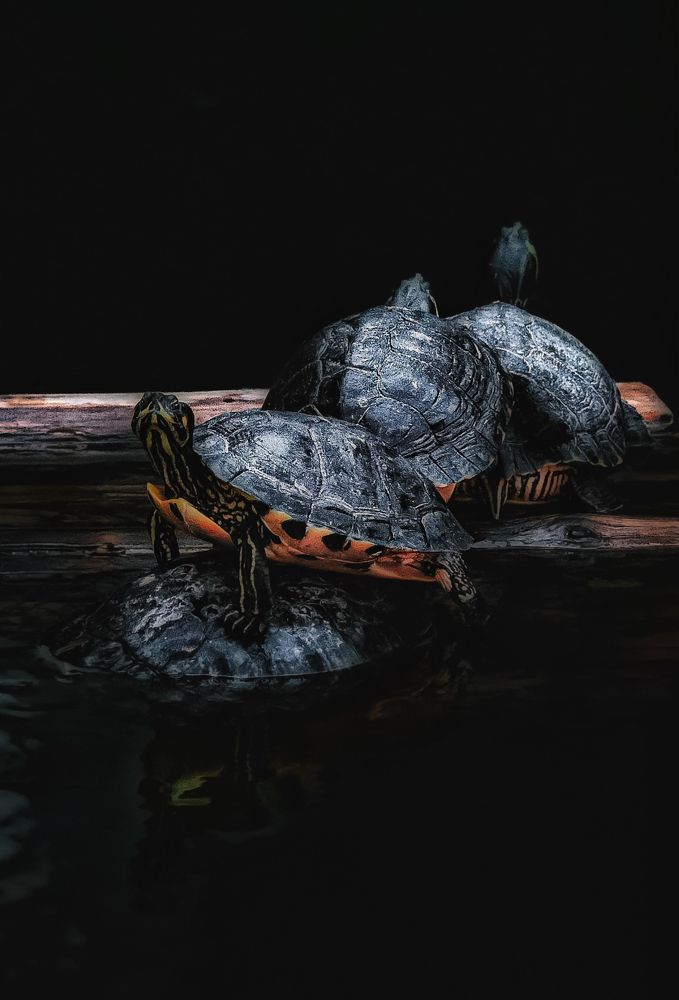 Photograph by Anya Lo