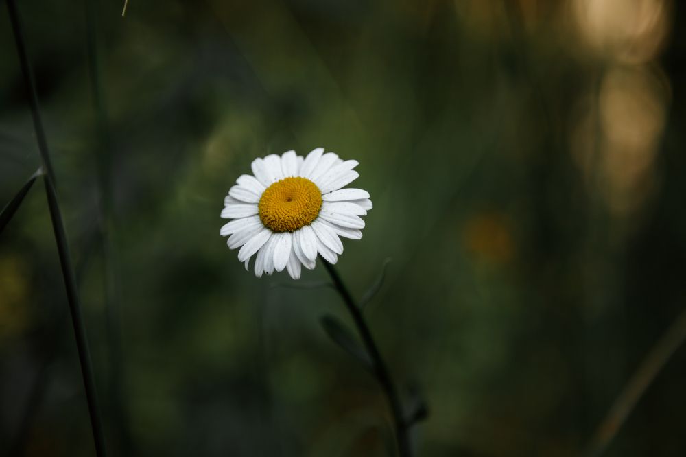 Photograph by Ольга Осинина