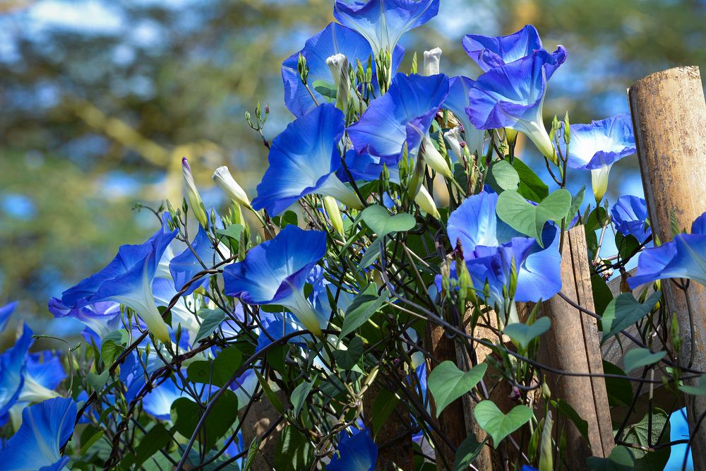 Photograph by Inna Ivanova