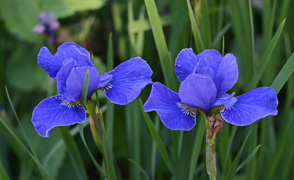 Photograph by Inna Ivanova