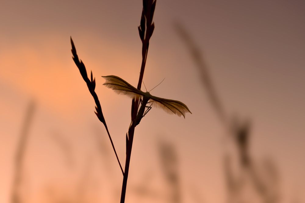 Photograph by Дмитрий Муравьев