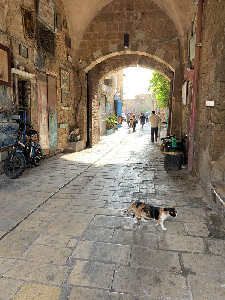 Фотография автора Виктория Ляпина