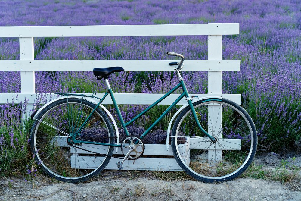 Железный конь в лавандовом поле