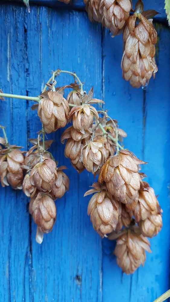 Photograph by ЭЛЬМИРА  ИСМАИЛОВА