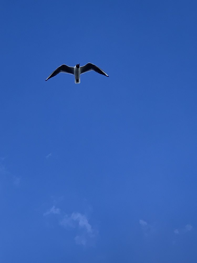 Фотография автора Виктория Ляпина