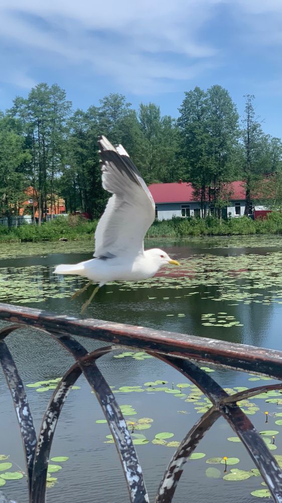 Фотография автора Виктория Ляпина