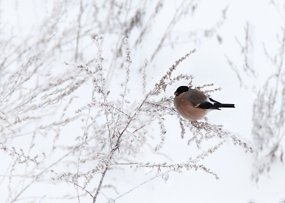 Photograph by Наталья Суслова
