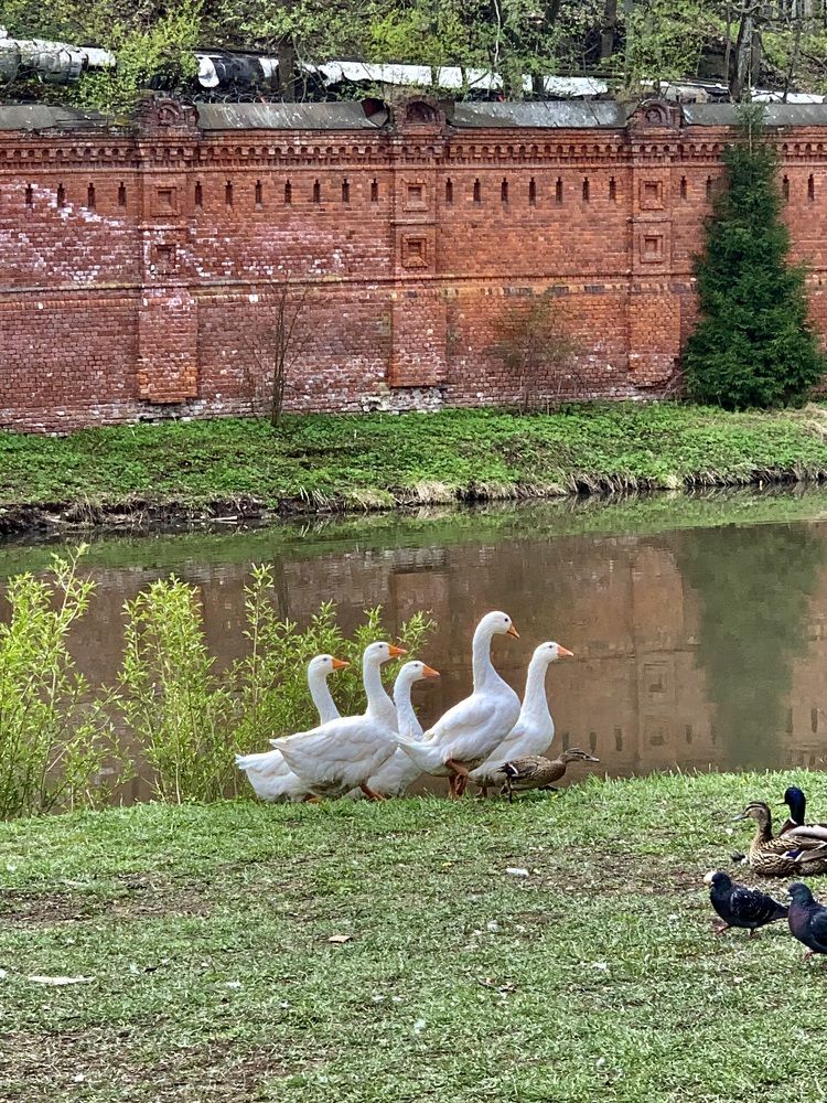 Фотография автора Виктория Ляпина