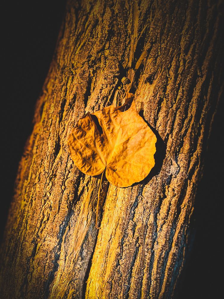 Photograph by Waleed Yousuf Alwahaibi