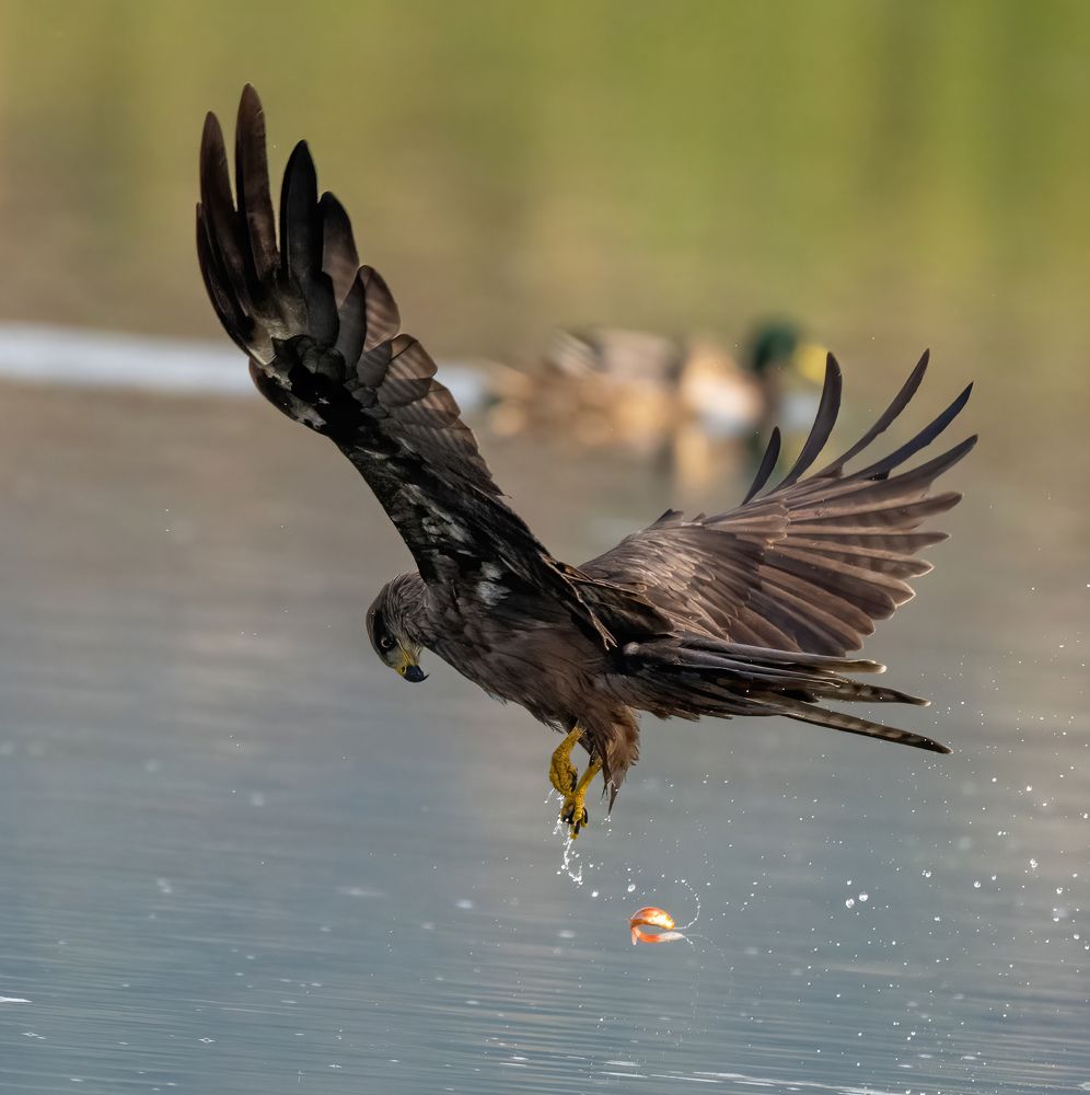Фотография автора Mohammed sajd Abo ganem