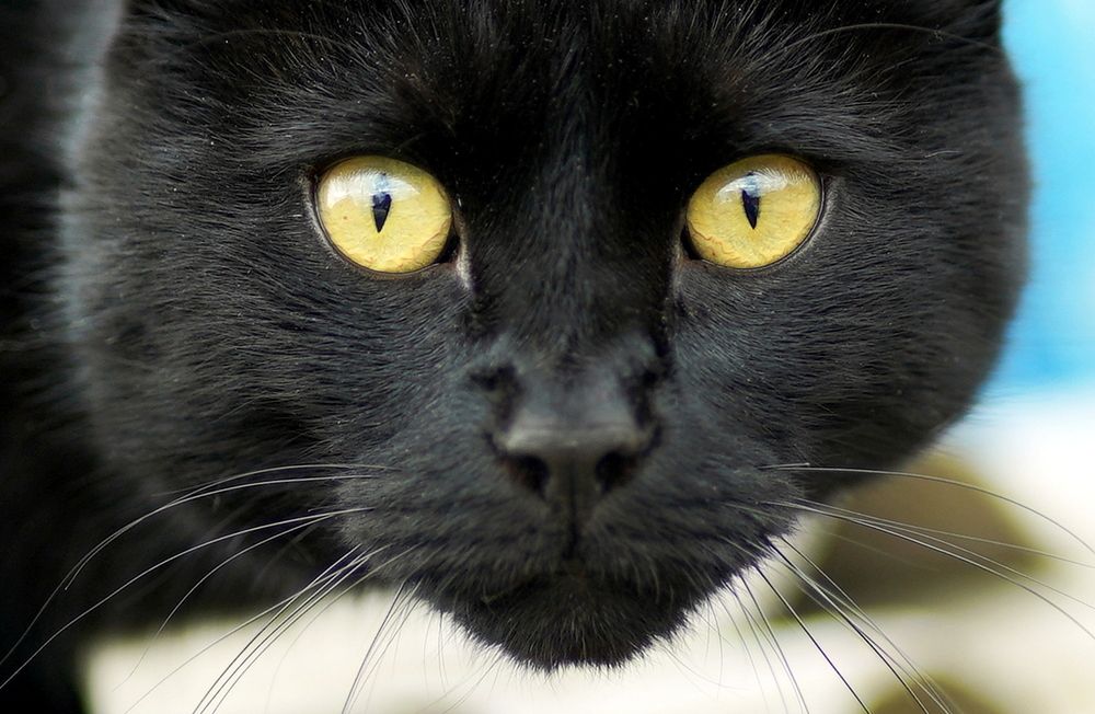 Photograph by Галина Искандарова