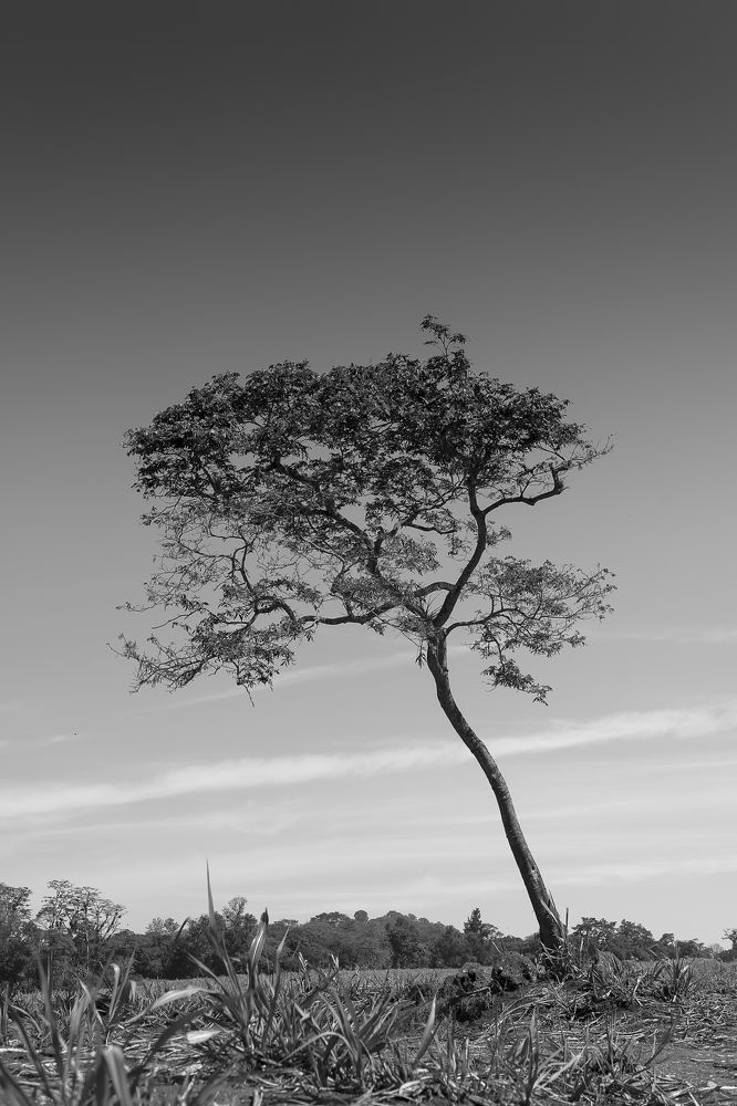 Photograph by Armando López-Guerrero