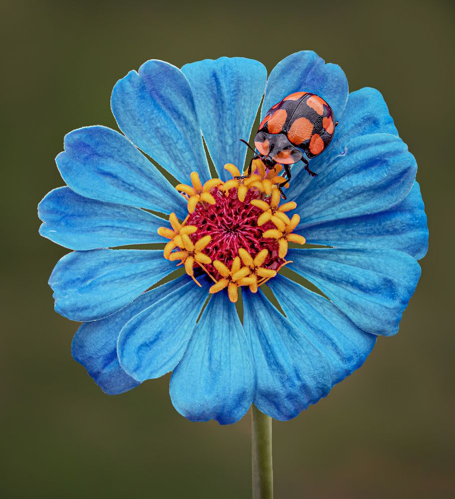 Photograph by Mario Fiorucci