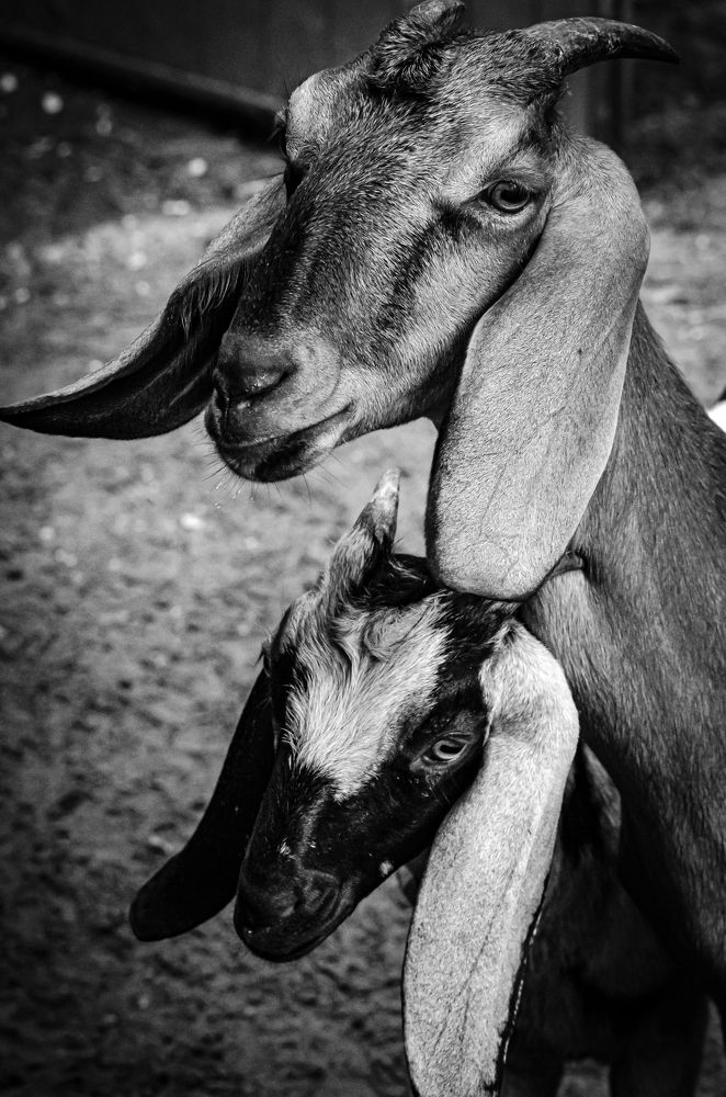 Photograph by Елена Берсенёва