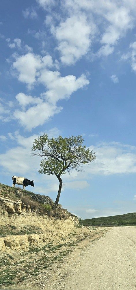 Фотография автора Наталья Владимировна