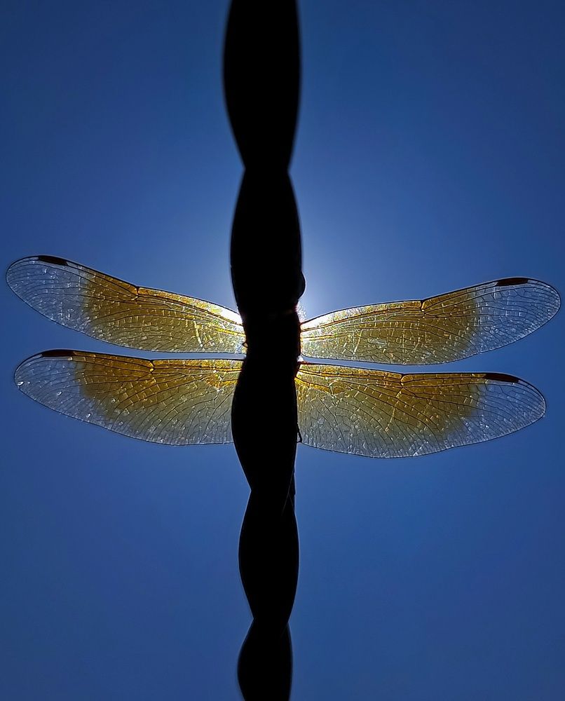 Фотография автора Ramprasad Das