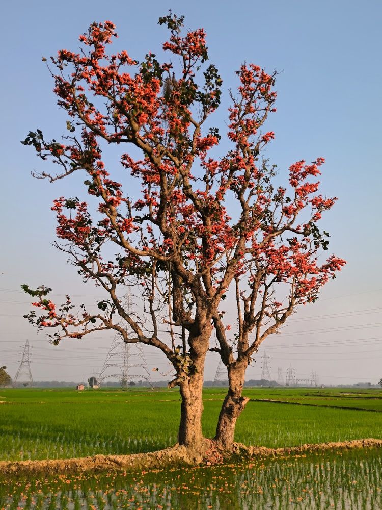 Фотография автора Ramprasad Das