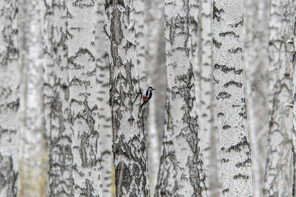 Photograph by Ivan Smorkalov