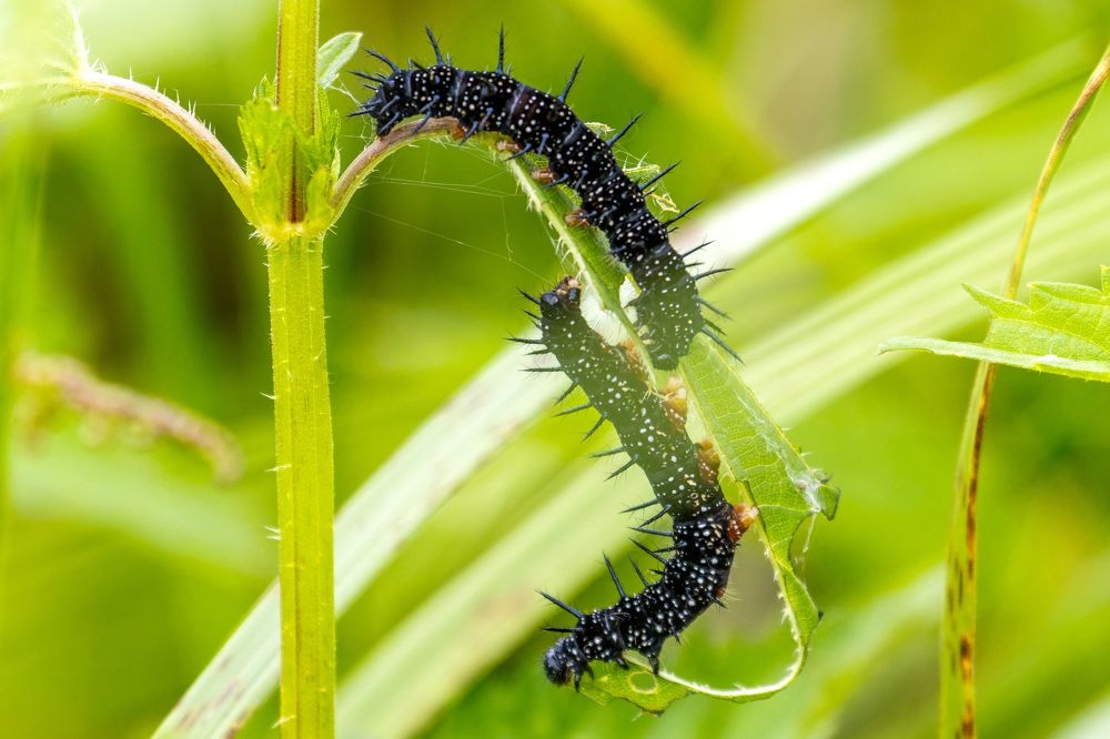 Photograph by Ivan Smorkalov