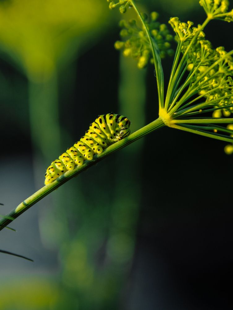 Photograph by Наталья Лобанова