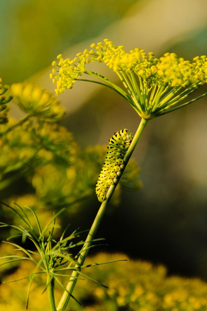 Photograph by Наталья Лобанова