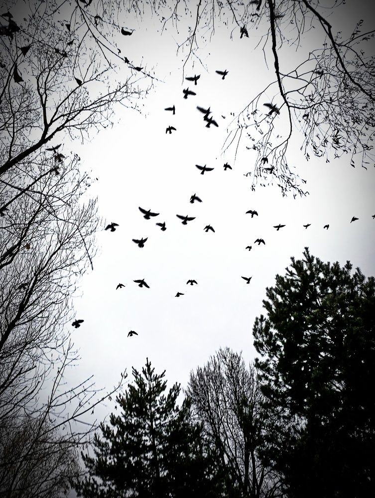 Photograph by Светлана Веселовская