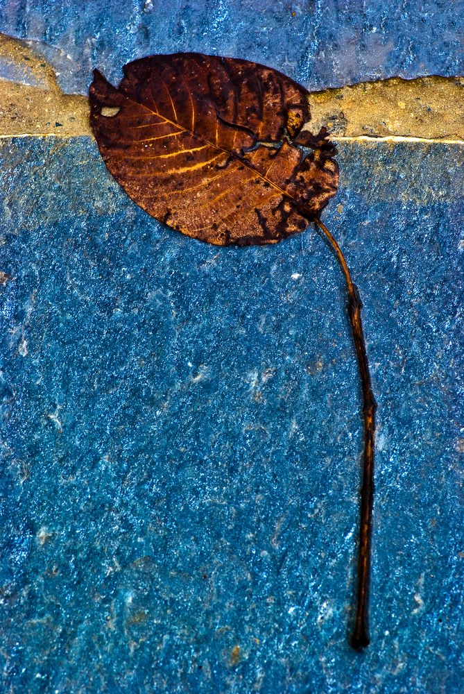 Осенний лист на синей плитке