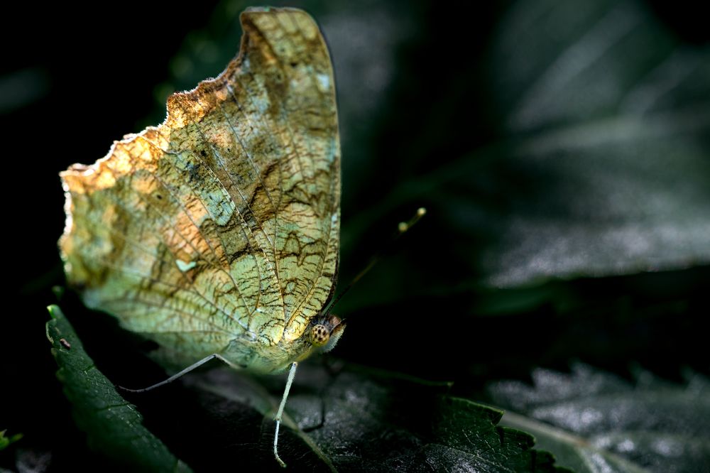 butterfly in the dark