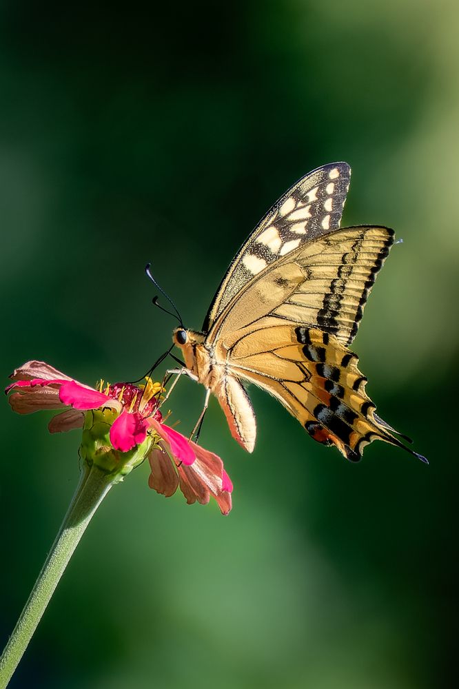 Zinnia and swallowtail butterfly
