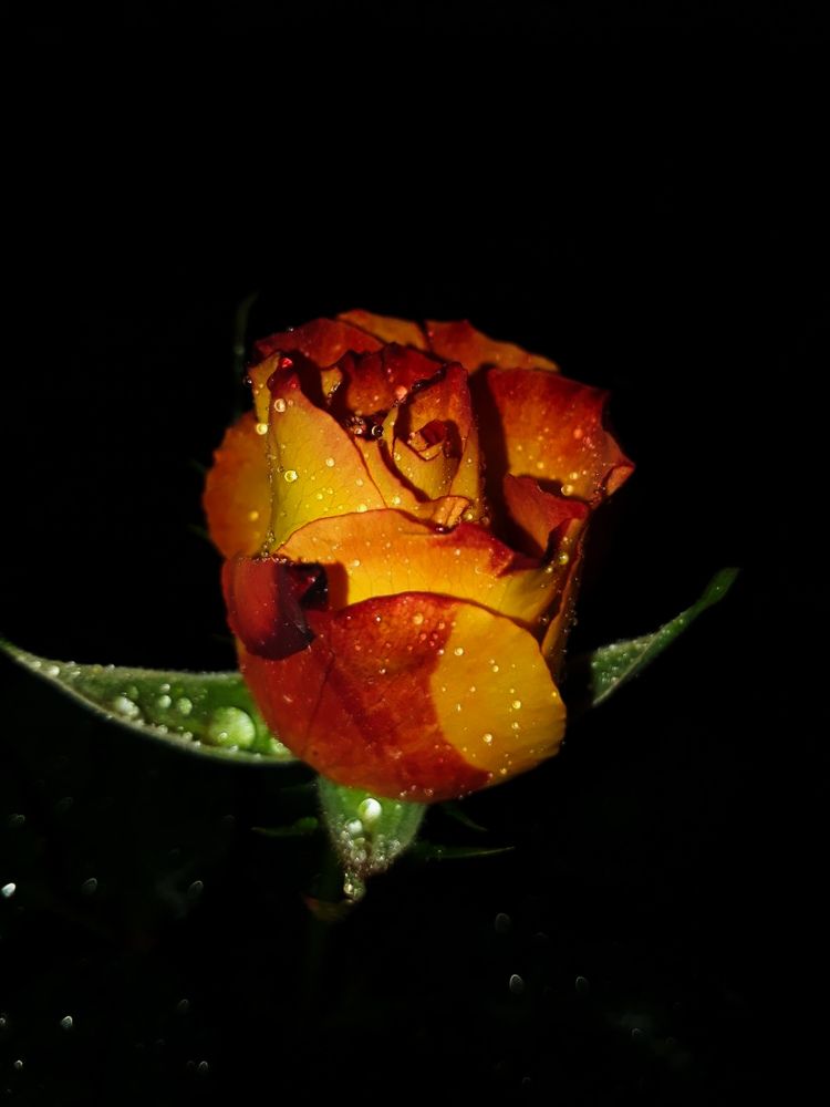 Photograph by Dilara C