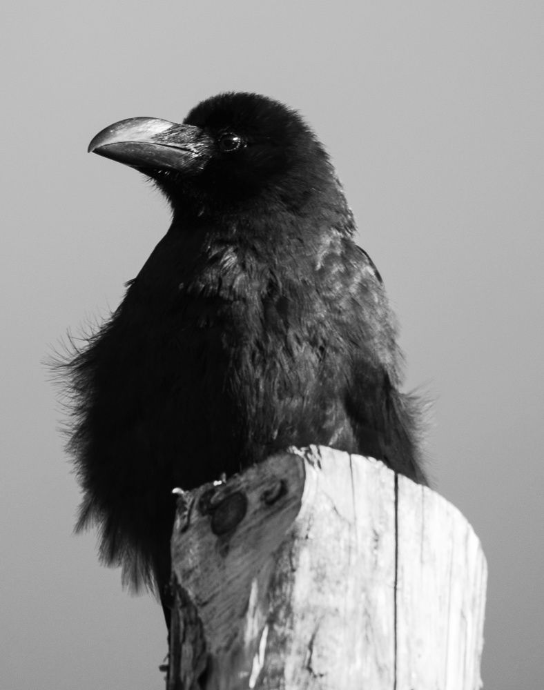 Черный ворон