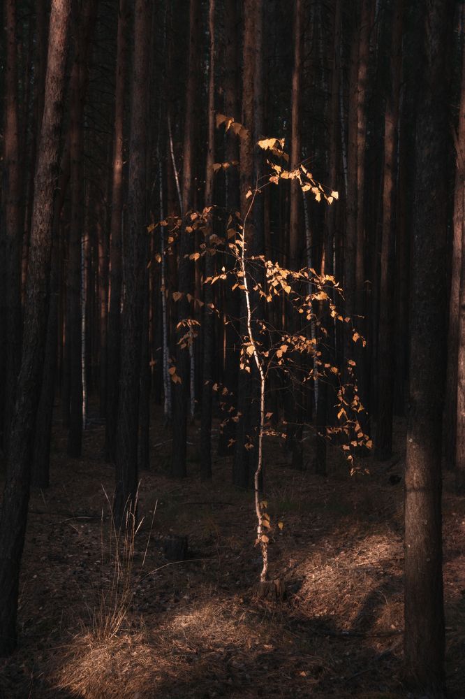 Photograph by Толстоноженко Илья