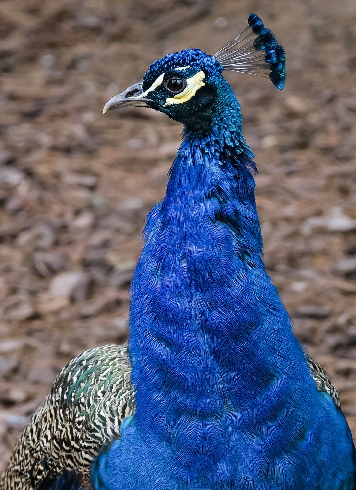 Photograph by Сергей Аверченко