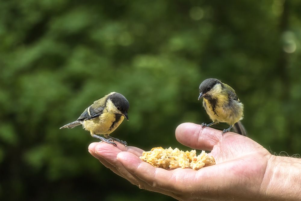 Photograph by Клясюк Галина