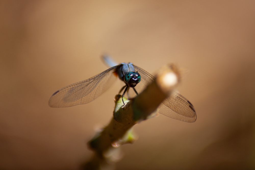 Photograph by seth prabhavitha