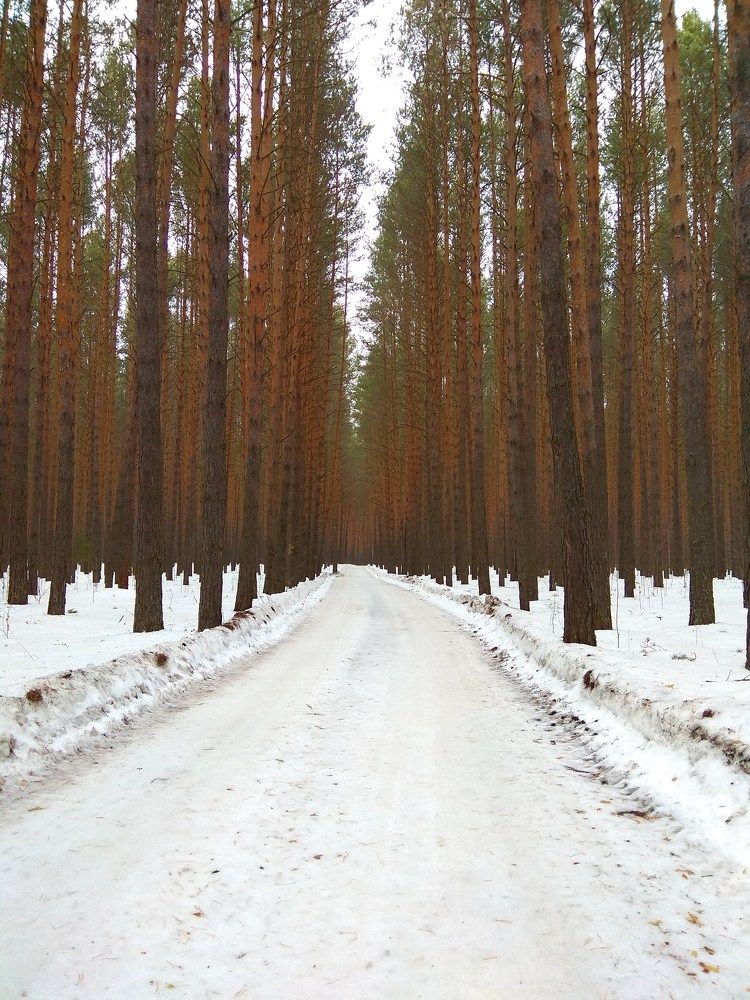 Сосновый бор