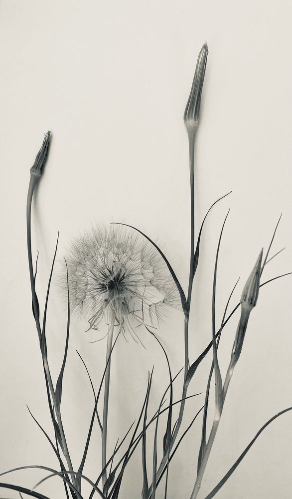 Фотография автора ГУЗАЛИЯ ГАНИЕВА