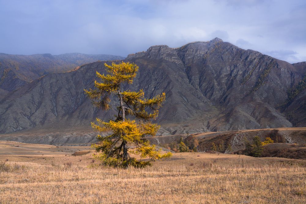 Одинокая лиственница