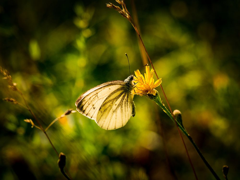 Фотография автора Виктор Парщиков