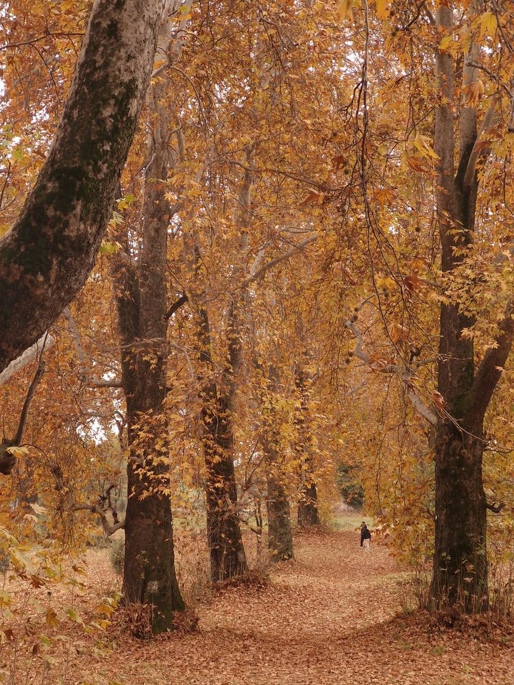 Photograph by Faizan Meer