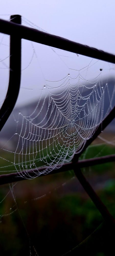 Photograph by Галина Перепечаева
