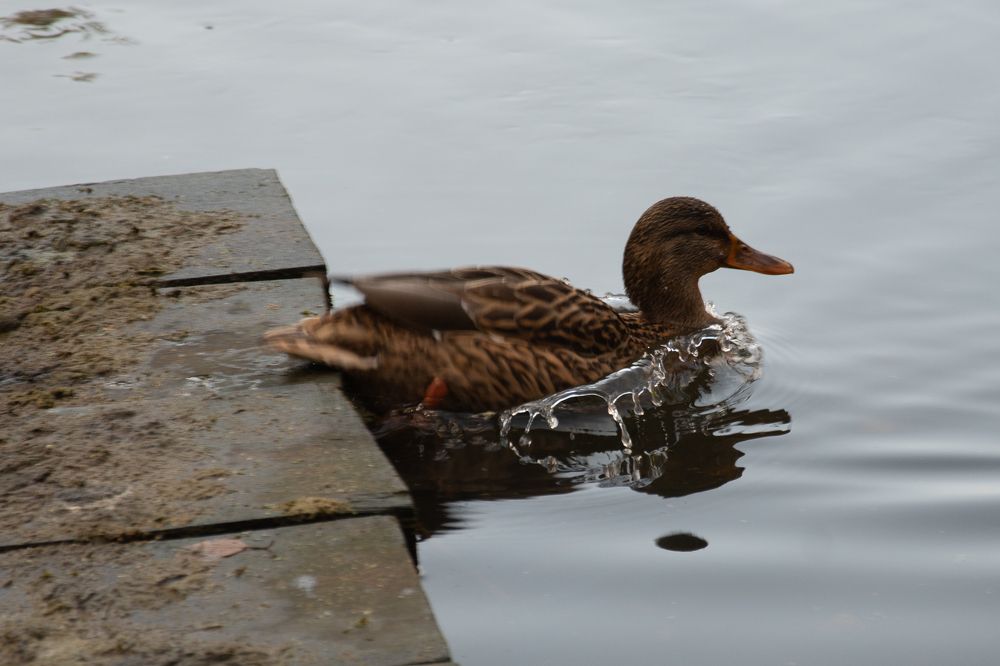 Photograph by Ксения Малютина