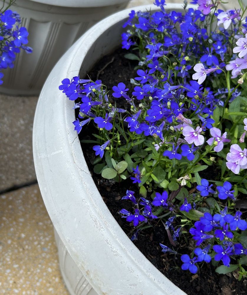 Photograph by Амирова Анар