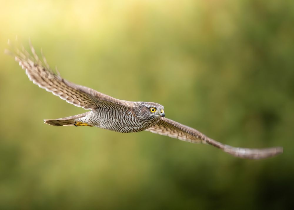 Photograph by Michael Gerhold