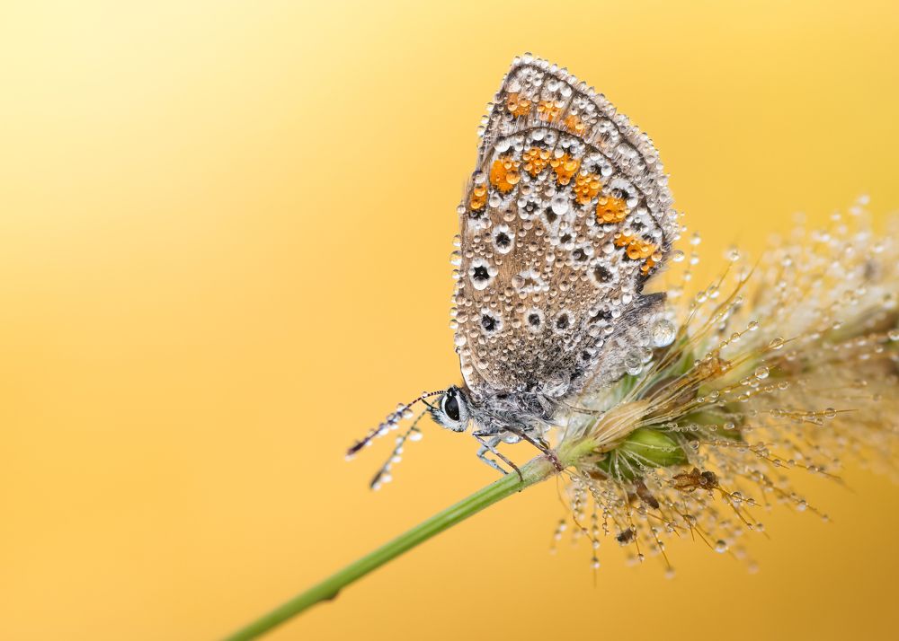 Photograph by Michael Gerhold