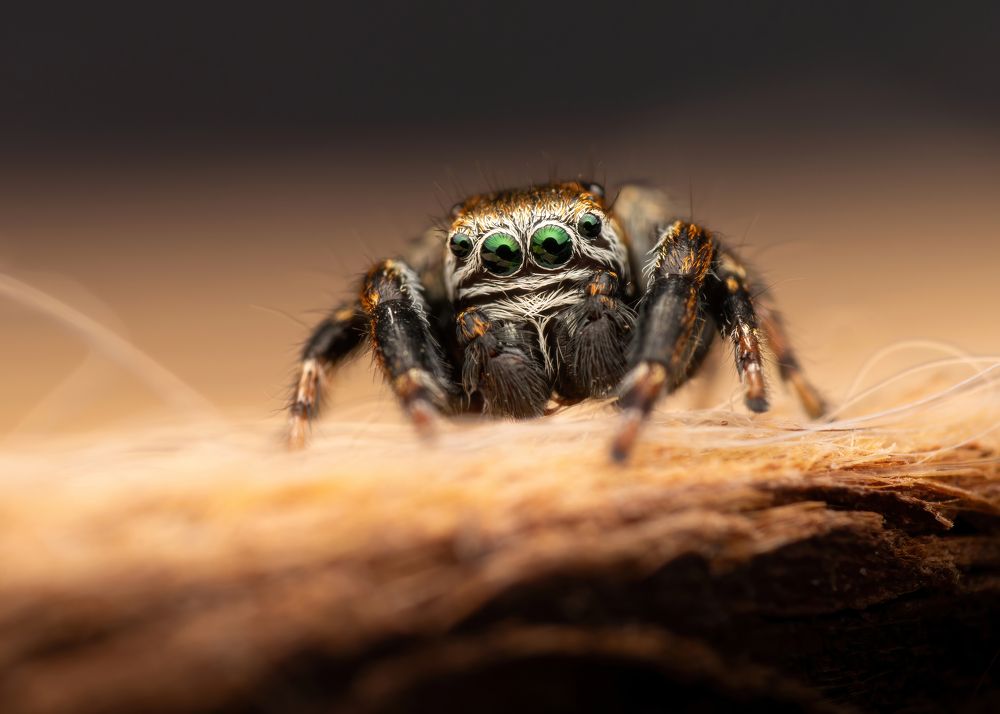 Photograph by Michael Gerhold